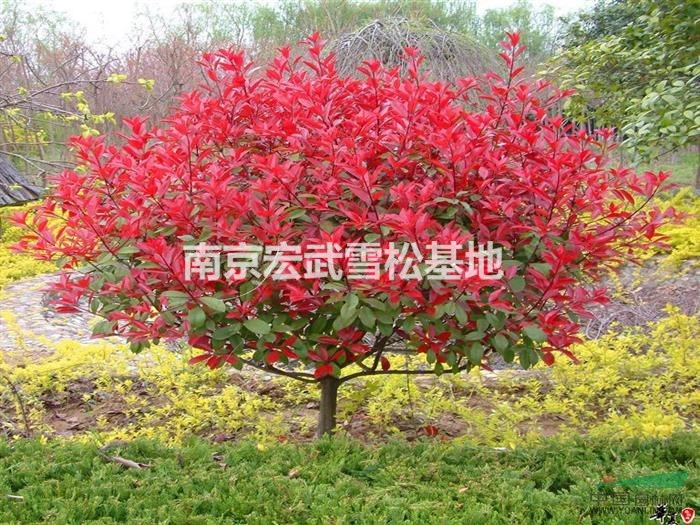 高桿紅葉石楠價(jià)格行情 高桿紅葉石楠價(jià)格報(bào)價(jià)