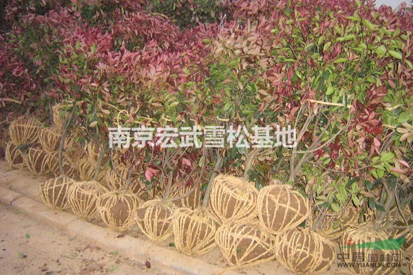 紅葉石楠苗木基地，紅葉石楠價(jià)格