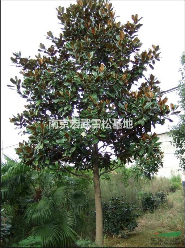 廣玉蘭價(jià)格行情 廣玉蘭價(jià)格報(bào)價(jià)