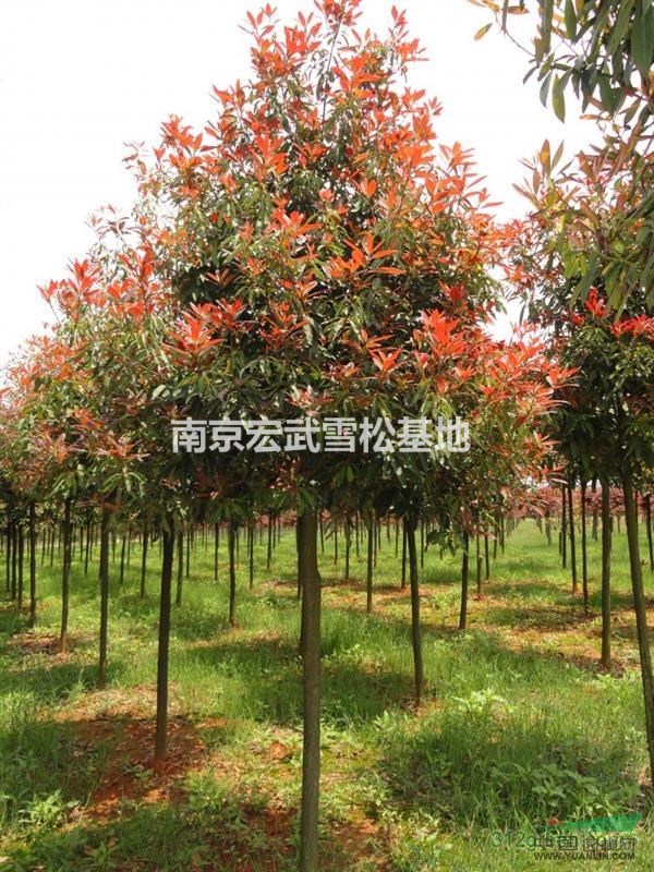 中華石楠價(jià)格行情 中華石楠價(jià)格報(bào)價(jià)