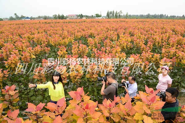 綠化彩化城市園林景區(qū)道路，美麗六盤水，首選彩葉紅霞楊