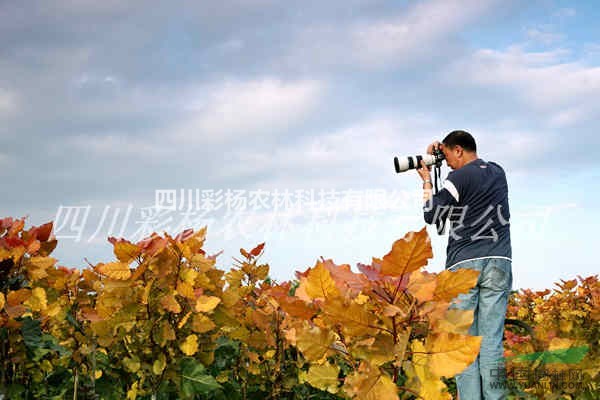綠化彩化城市園林景區(qū)道路，美麗六盤水，首選彩葉紅霞楊