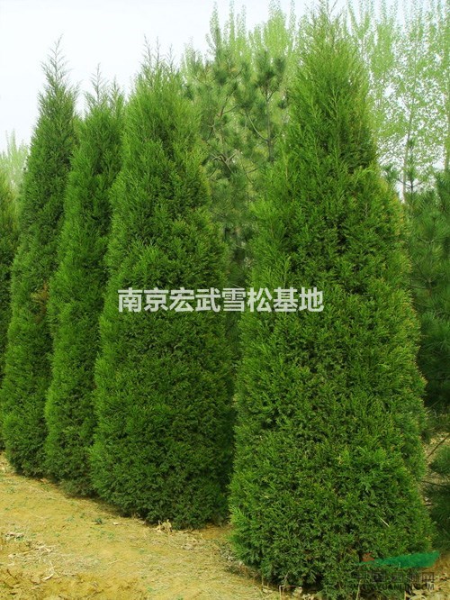 龍柏價格行情 龍柏價格報價