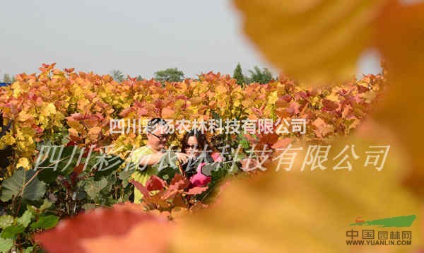 綠化彩化城市園林景區(qū)道路，美麗重慶，首選彩葉紅霞楊