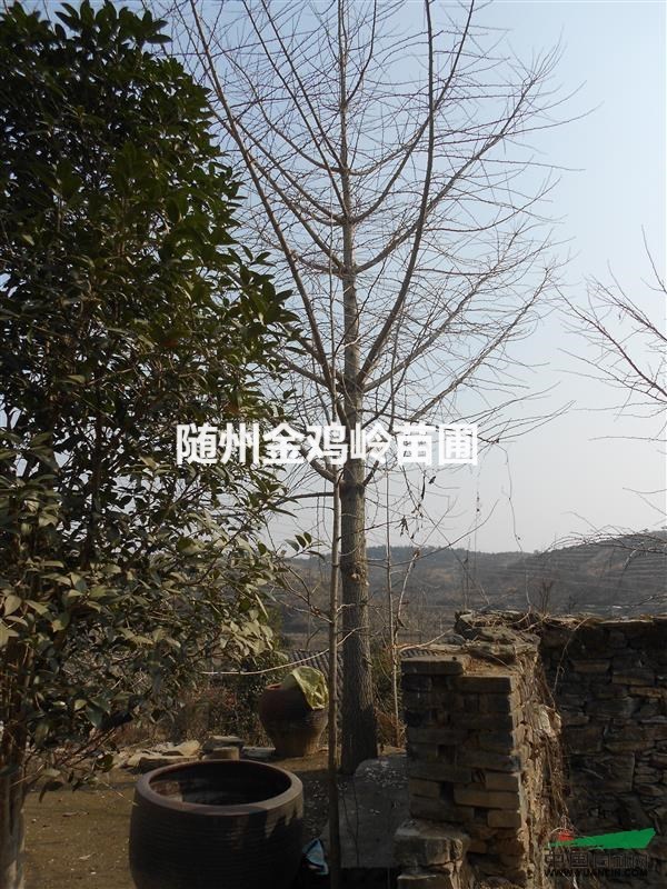 湖北隨州供應(yīng)大規(guī)模銀杏