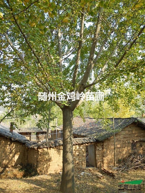 湖北隨州供應(yīng)大規(guī)模銀杏