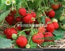 山東泰安供應(yīng)大量草莓