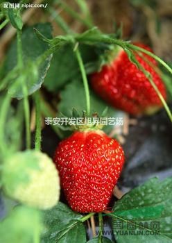 山東泰安供應(yīng)大量草莓