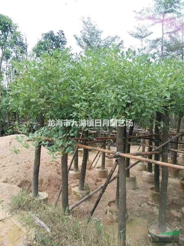 雞冠刺桐 8-15公分 袋苗 自產(chǎn)自銷
