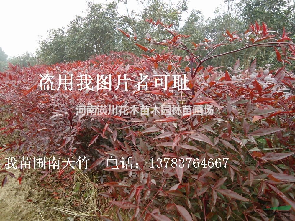 常年供應(yīng)綠化花木，造林苗木，苗圃用苗，喬木，行道樹，花灌木