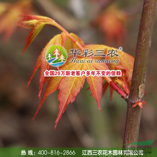 日本紅楓橙之夢(mèng)苗木 紅楓種植基地 2015年紅楓小苗最新價(jià)格