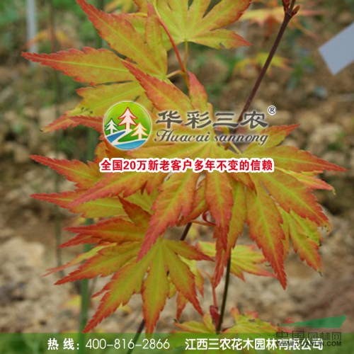 日本紅楓橙之夢(mèng)苗木 紅楓種植基地 2015年紅楓小苗最新價(jià)格