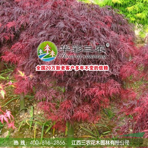 石榴紅羽毛楓 進(jìn)口三季紅羽毛楓 羽毛楓盆栽 供應(yīng)紅楓小苗 出