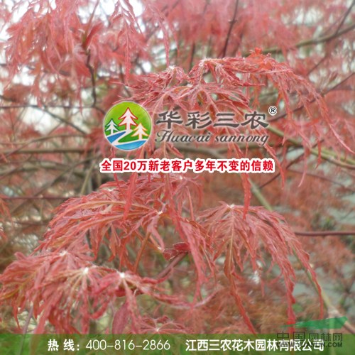 石榴紅羽毛楓 進(jìn)口三季紅羽毛楓 羽毛楓盆栽 供應(yīng)紅楓小苗 出