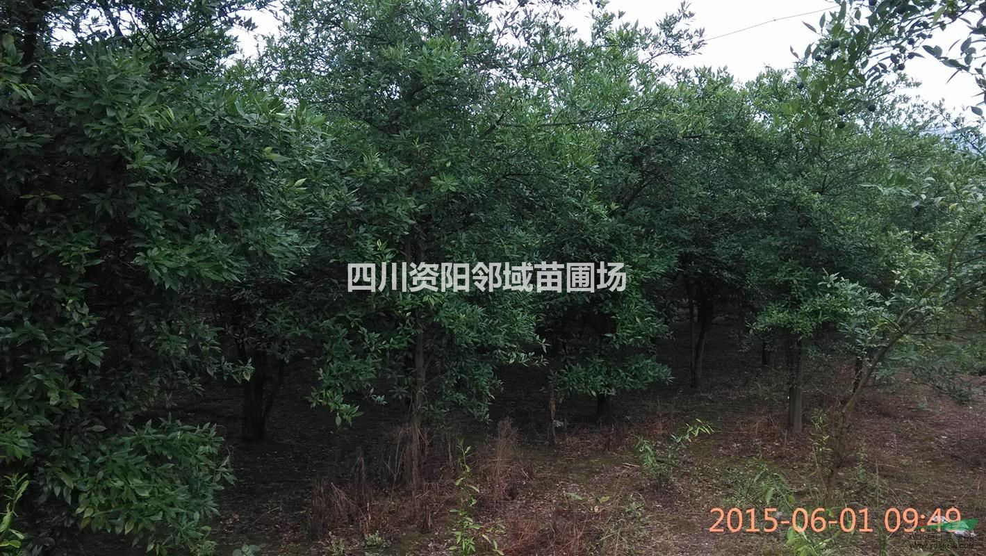 供應(yīng)香橙種子