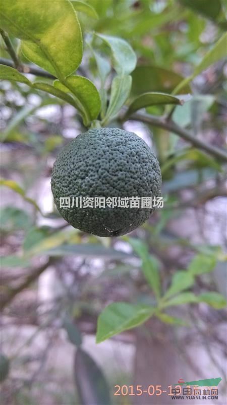 供應(yīng)香橙種子