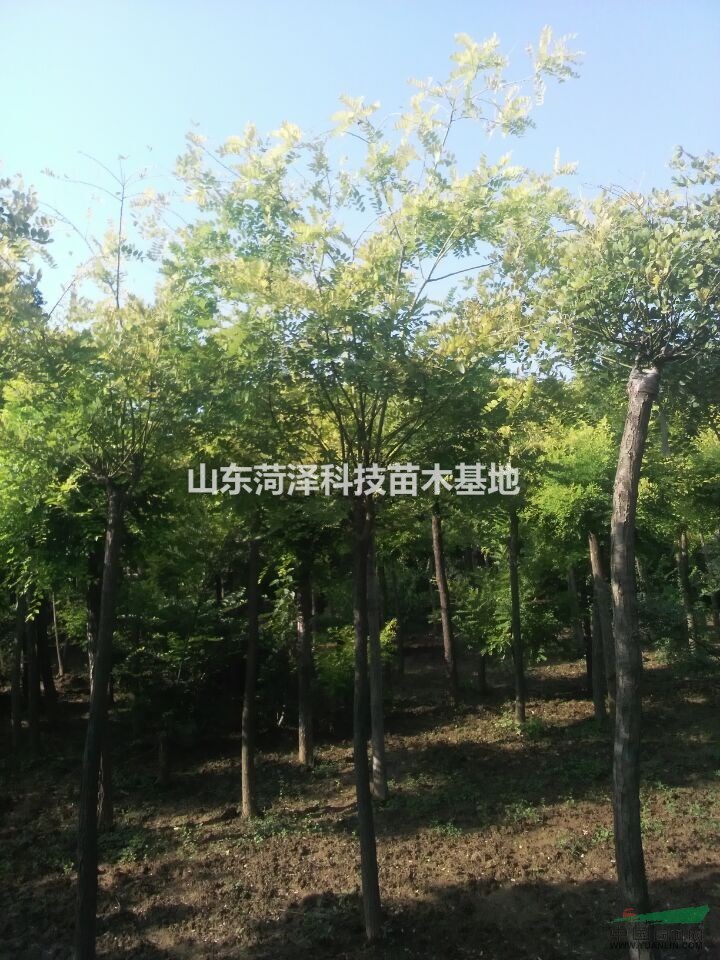 6 公分國槐價(jià)格河北國槐基地