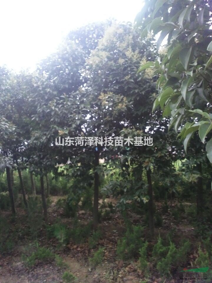 6 公分垂柳價格河北垂柳基地