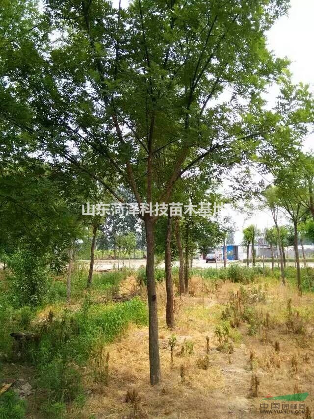 6 公分垂柳價格河北垂柳基地