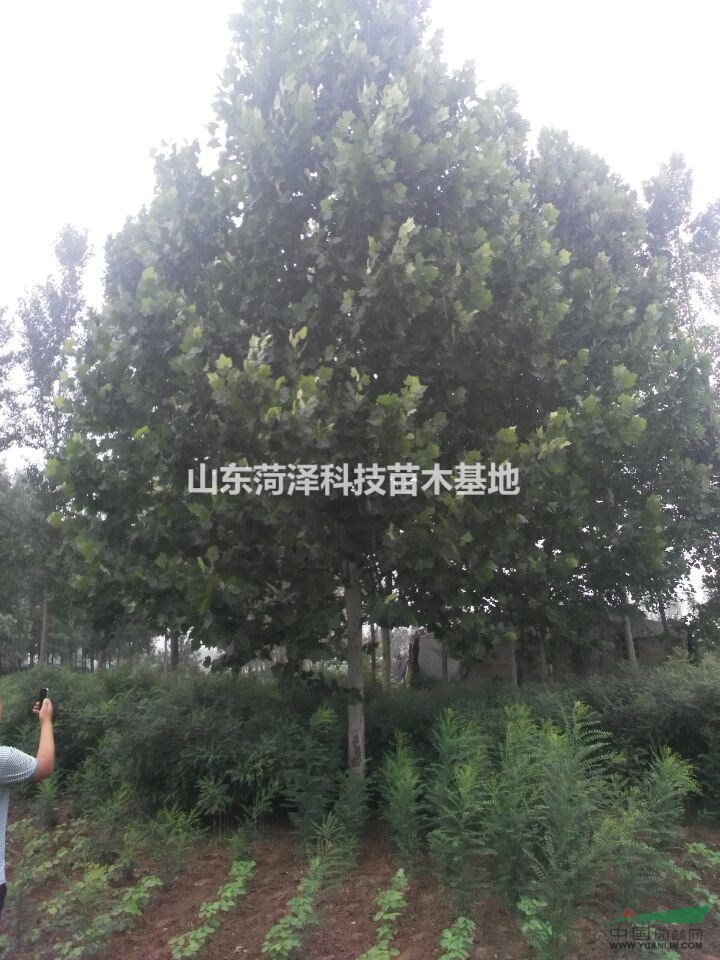  8公分垂柳價格唐山垂柳營銷