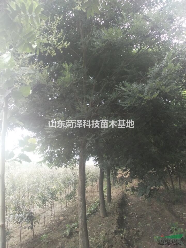  8公分垂柳價格唐山垂柳營銷