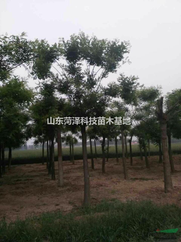 10公分法桐價(jià)格邯鄲法桐