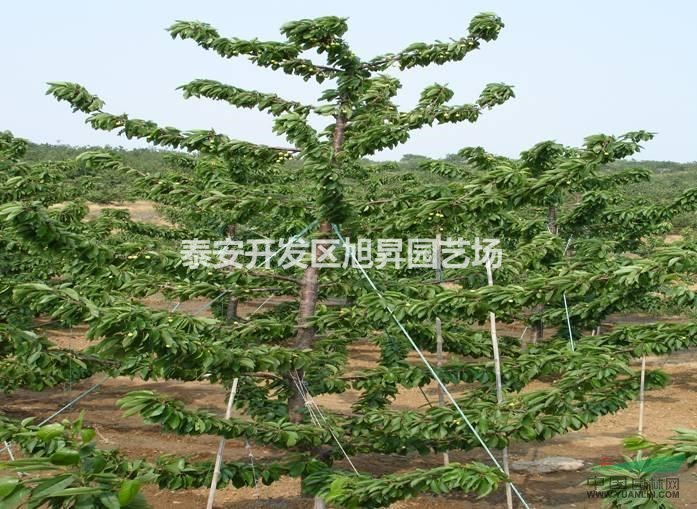 櫻桃苗批發(fā)