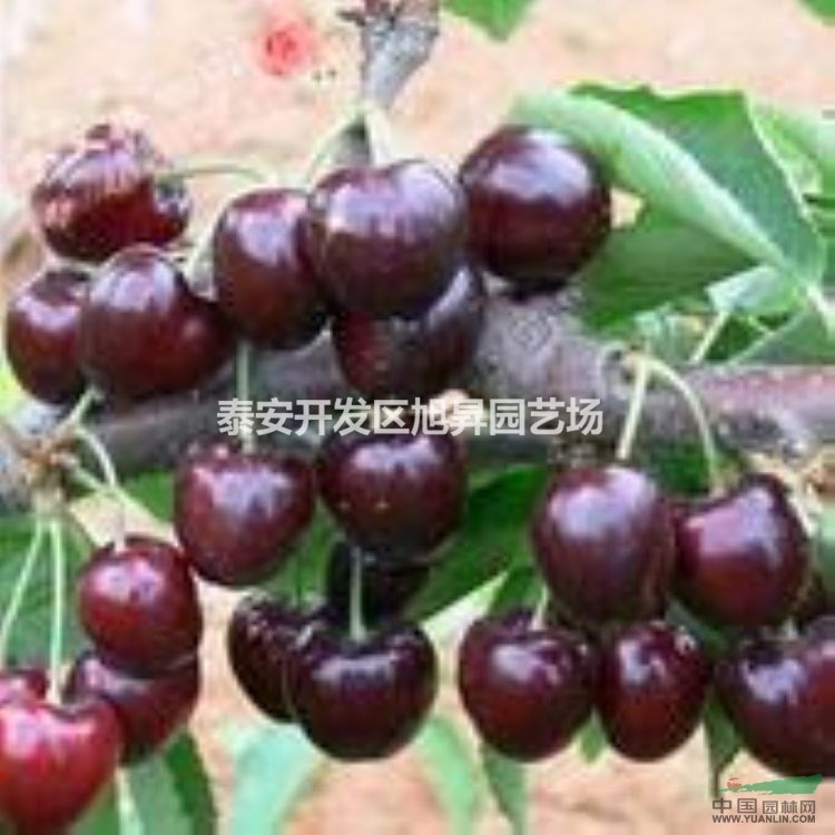 吉塞拉6號(hào)櫻桃苗