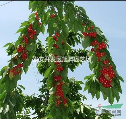 吉塞拉6號(hào)櫻桃苗