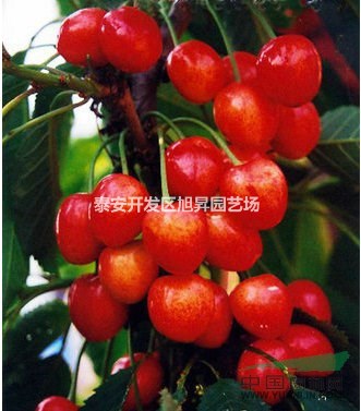 美早櫻桃樹苗