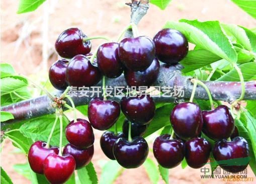 紅燈櫻桃樹苗