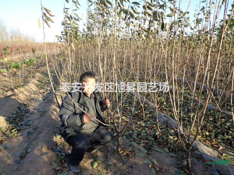 冰糖櫻桃苗