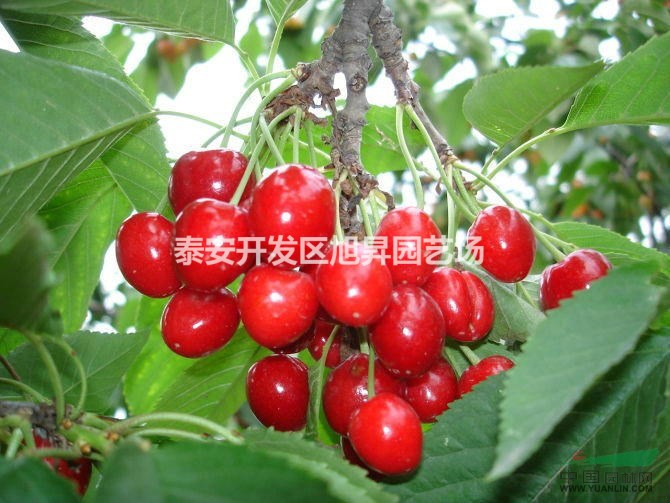 冰糖櫻桃苗