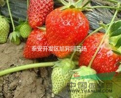 草莓苗行情