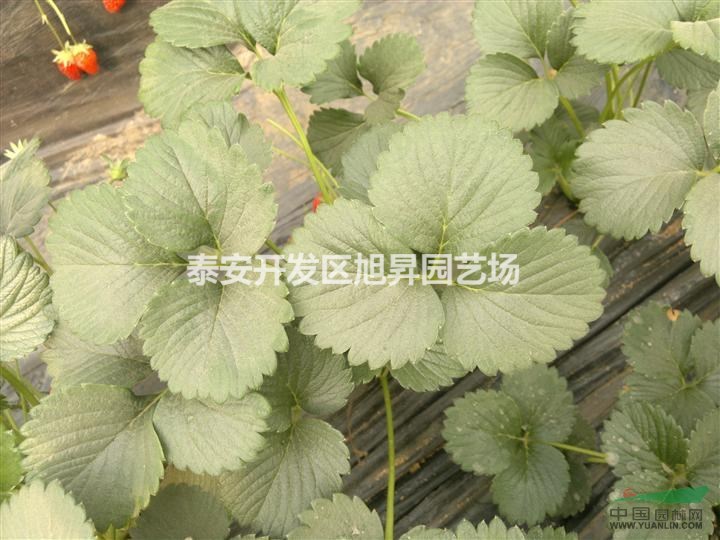 草莓苗-草莓苗價(jià)格-草莓苗品種-草莓行情