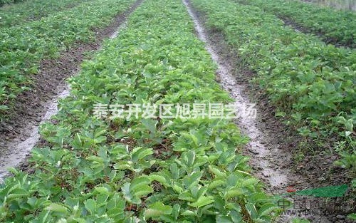 章姬草莓苗