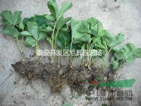 豐香草莓苗