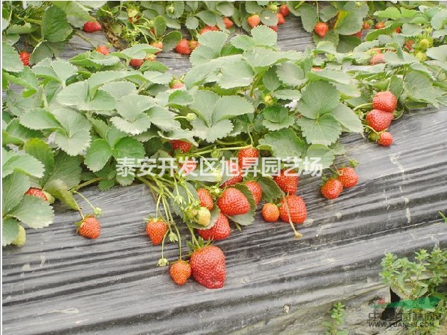四葉一心草莓苗