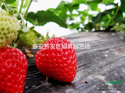 山東泰安供應(yīng)大量全明星草莓苗