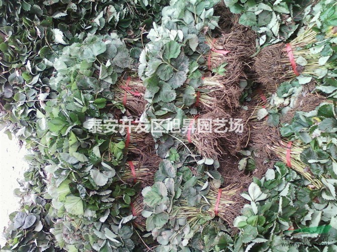 山東泰安供應(yīng)大量全明星草莓苗