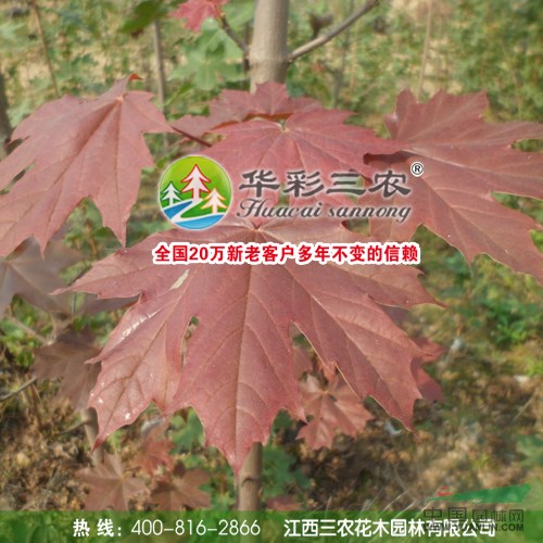 紅國王挪威槭 紅楓高大喬木 供應(yīng)綠化彩葉苗木-日本紅楓苗