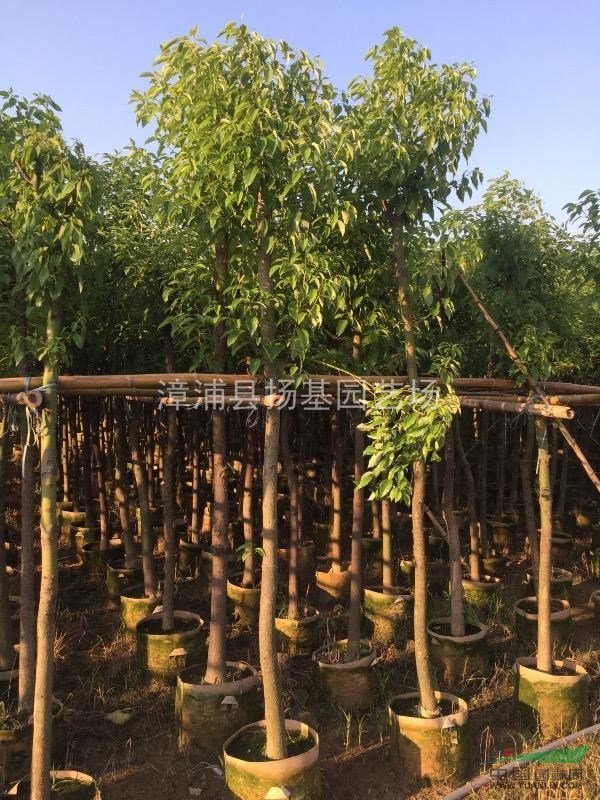 福建漳州大量供应各种大小规格香樟袋苗