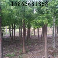 5公分國槐|5公分國槐多少錢一棵？
