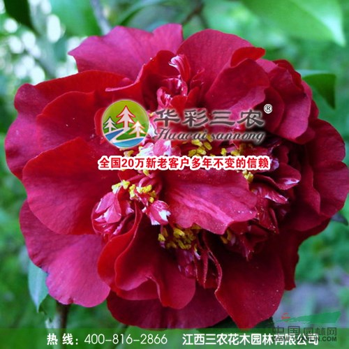 黑魔法茶花的栽培管理技術(shù)