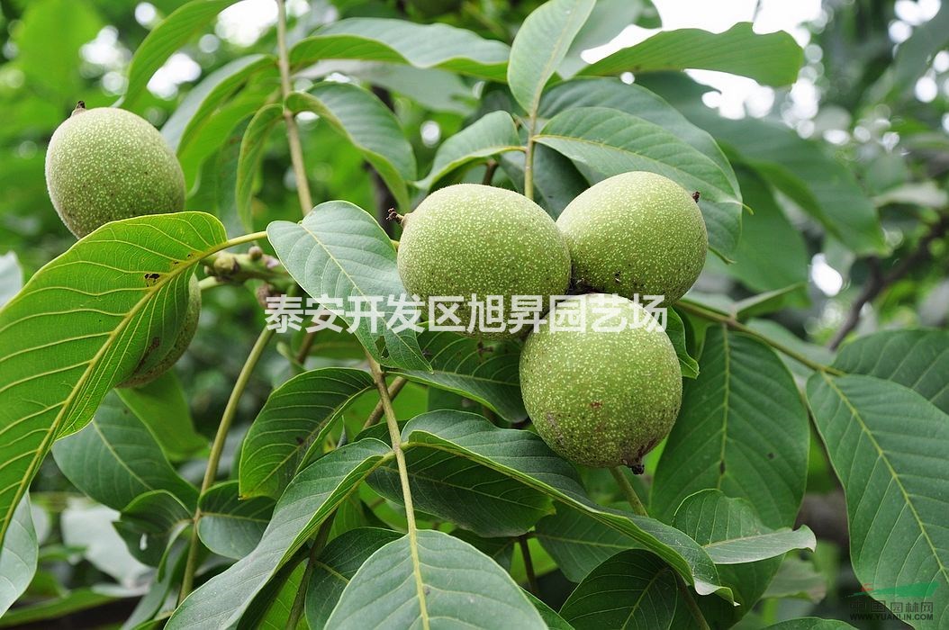 核桃樹苗基地