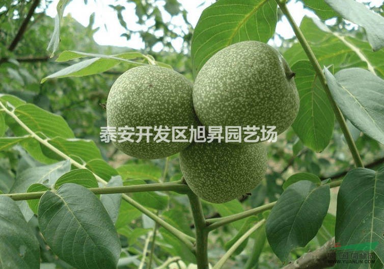 核桃樹苗基地