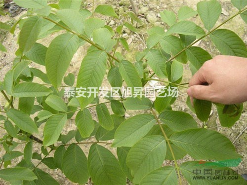 香玲核桃苗