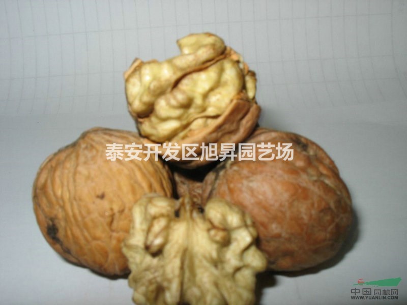 早實核桃苗