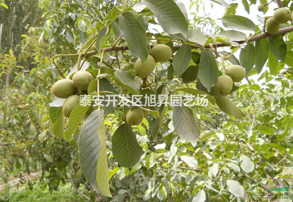 早實核桃苗