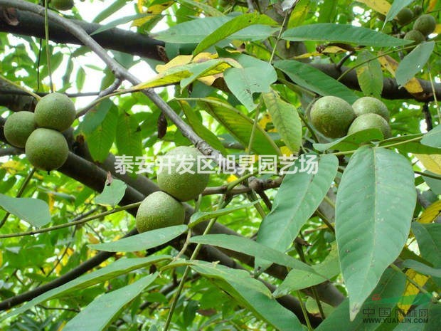 嫁接核桃苗